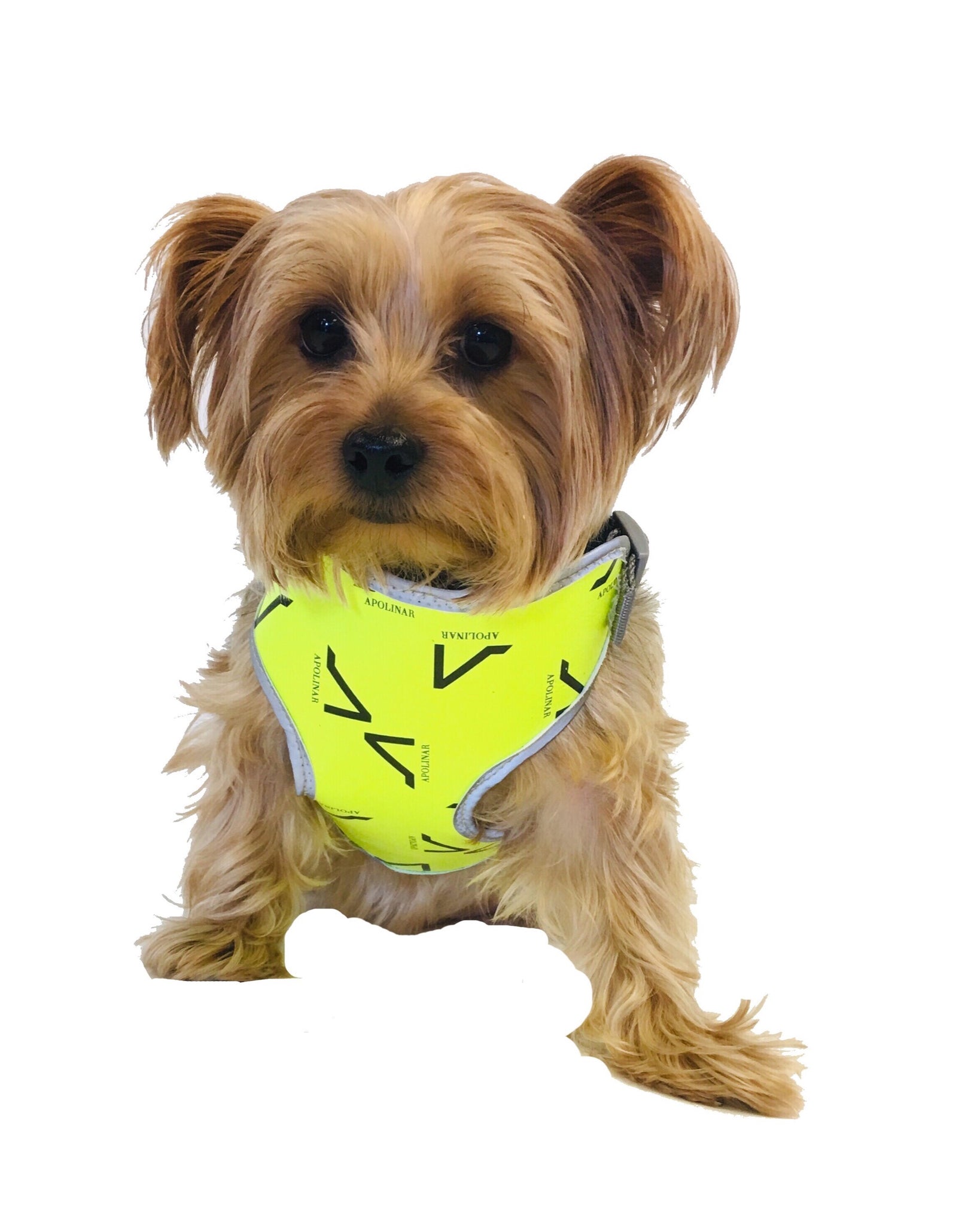 Ranilopa Canine Harness (4 colors available)